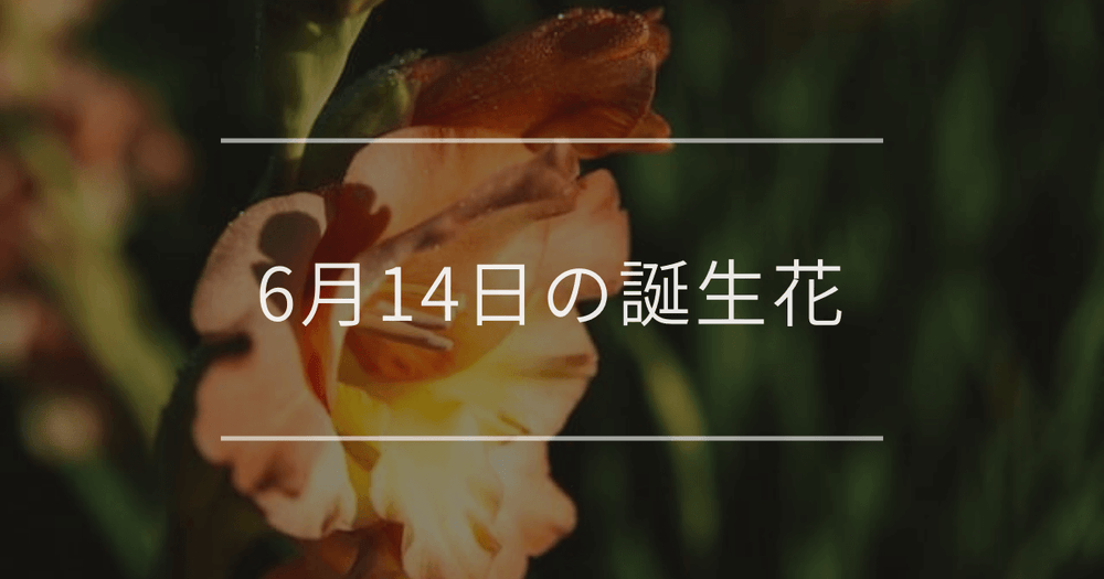 6月14日の誕生花：グラジオラス・ハルシャギクの花言葉など