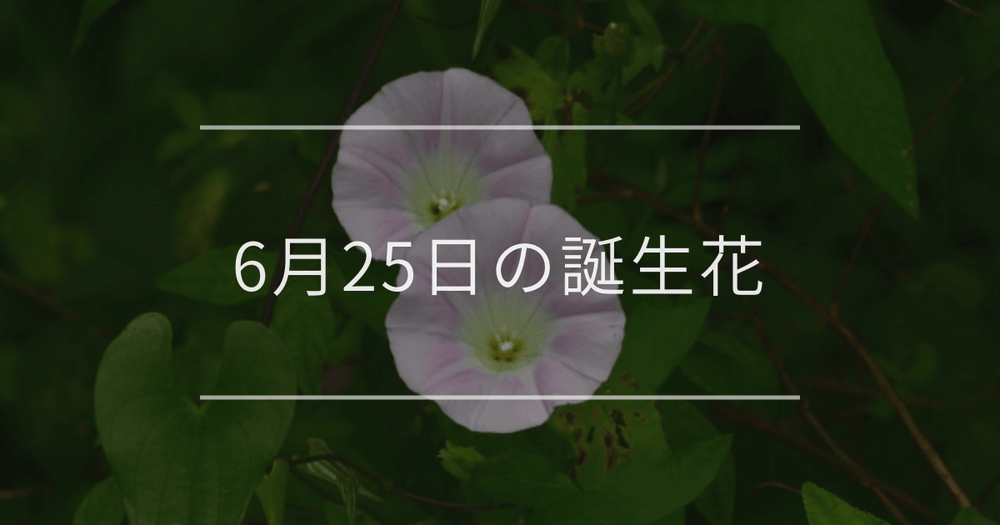 6月25日の誕生花：ヒルガオ・モントブレチアの花言葉