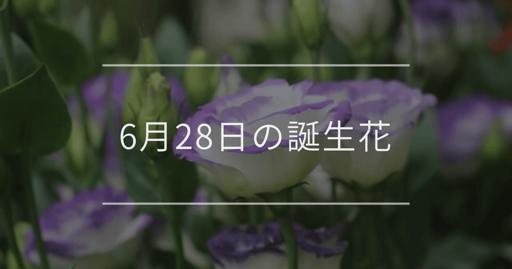 6月28日の誕生花：トルコキキョウ・ゼラニウムの花言葉など