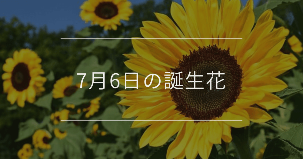 7月6日の誕生花：ヒマワリ・アサガオの花言葉など