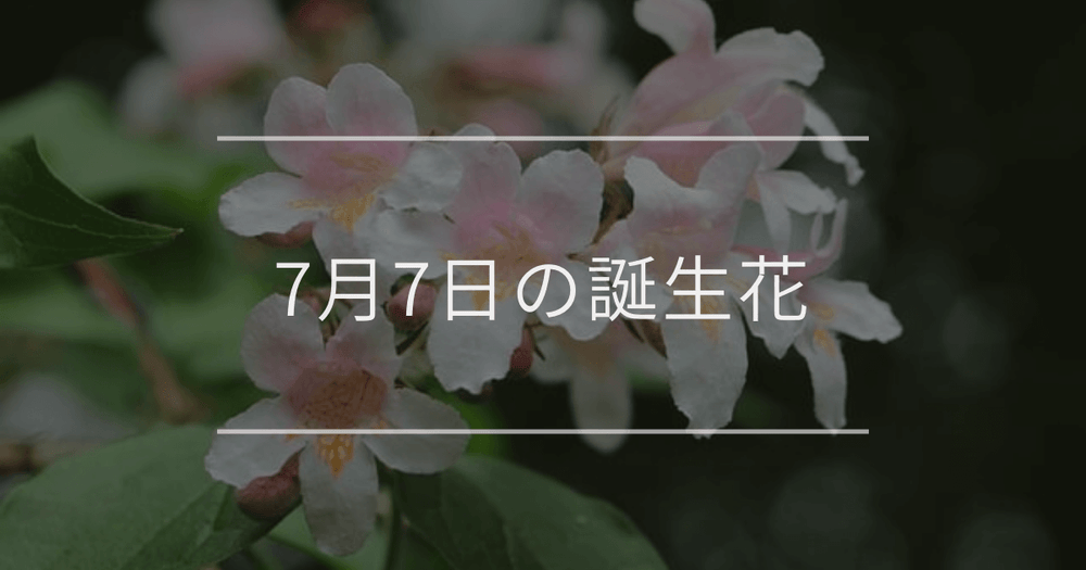 7月7日の誕生花：アベリア・スイレンの花言葉など