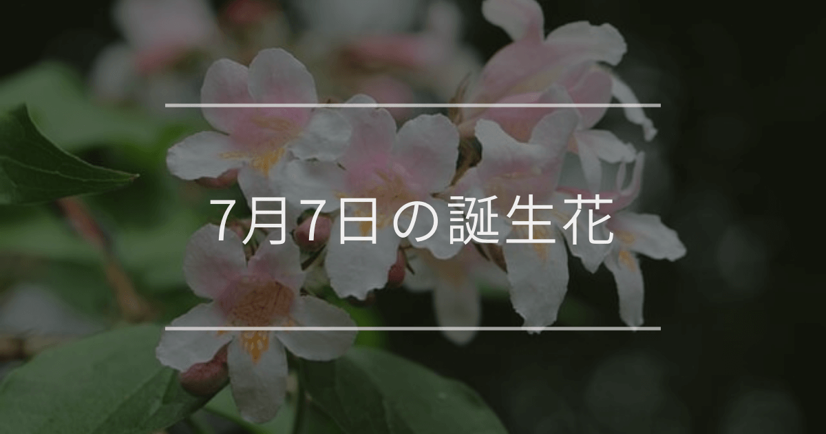 7月7日の誕生花