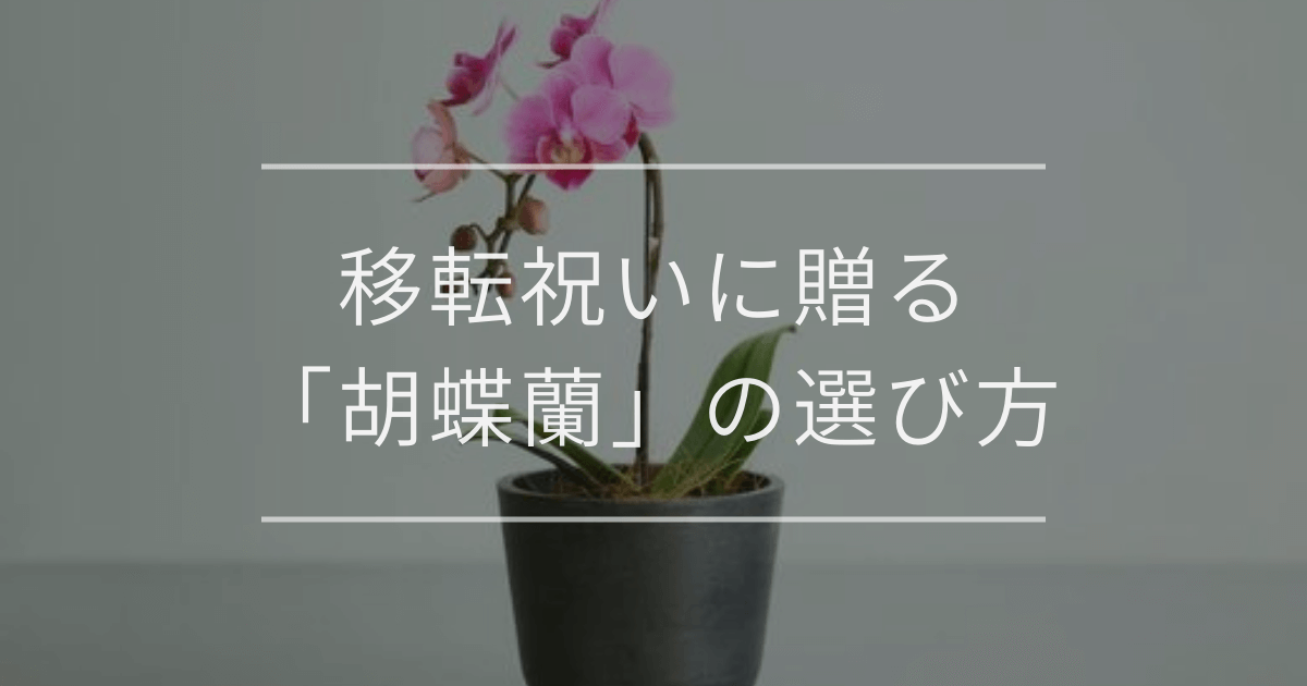 移転祝いに贈る「胡蝶蘭」の選び方