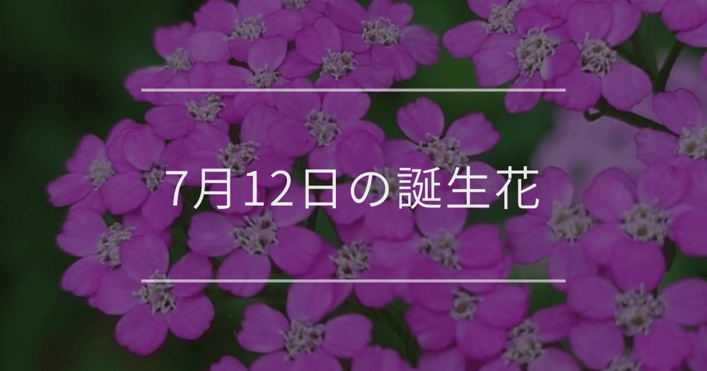 7月12日の誕生花：アキレア・トルコキキョウの花言葉など