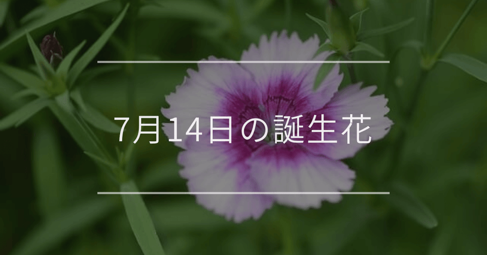 7月14日の誕生花：ナデシコ・ノウゼンカズラの花言葉など