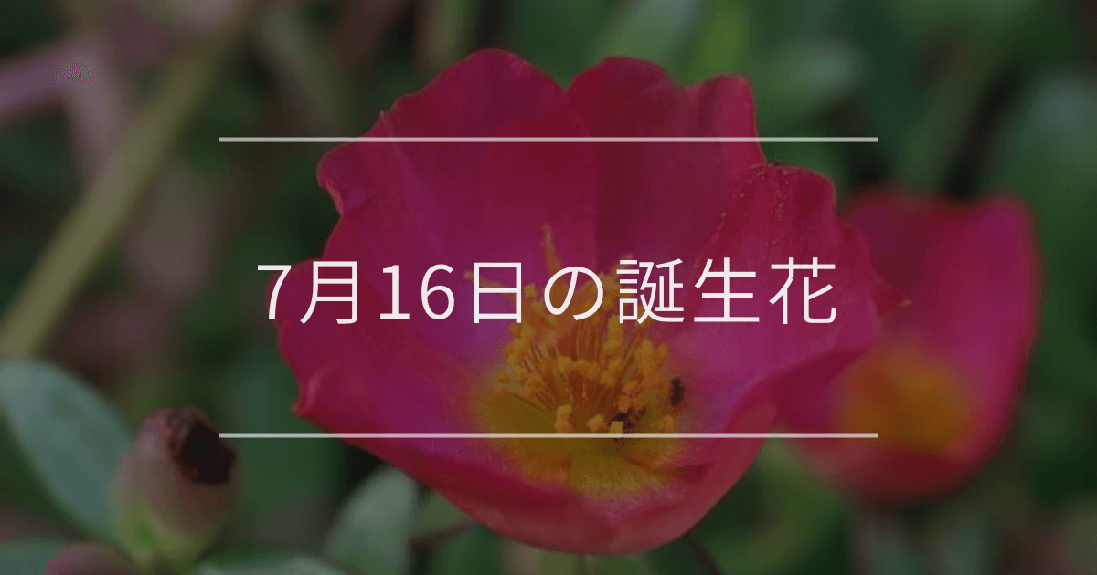 7月16日の誕生花