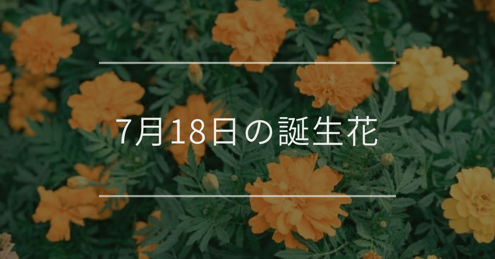 7月18日の誕生花：マリーゴールド・バーベナの花言葉など