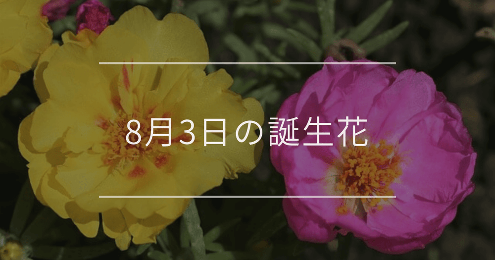 8月3日の誕生花：マツバボタン・カンナの花言葉など