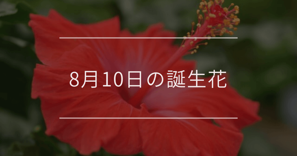 8月10日の誕生花：ハイビスカス・ルコウソウの花言葉など