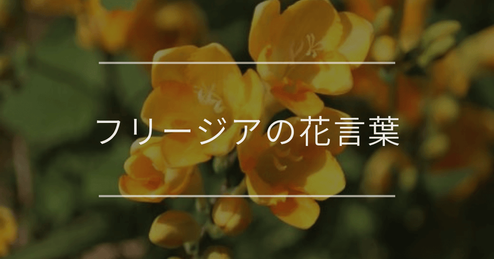 フリージアの花言葉｜色別や誕生花、名前の由来