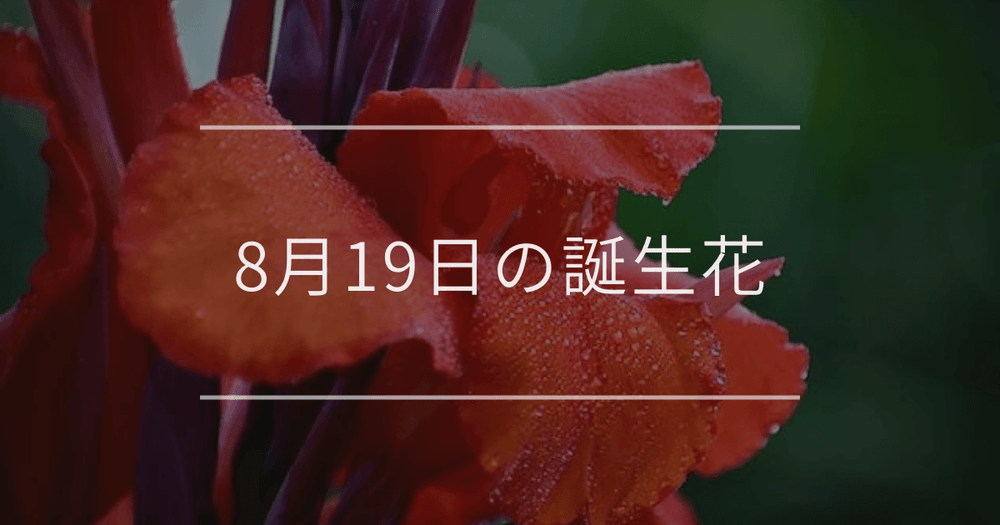 8月19日の誕生花：カンナ・アキノキリンソウの花言葉など