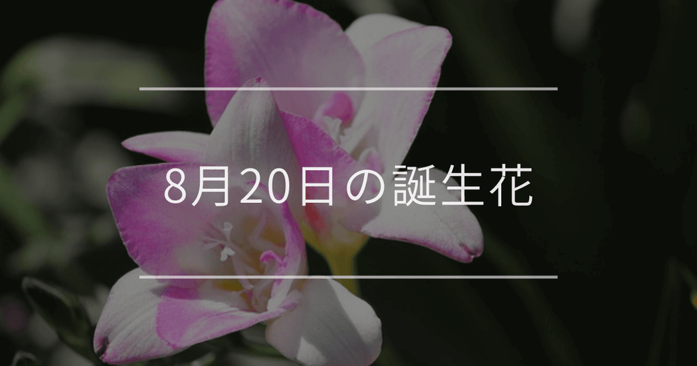 8月20日の誕生花：フリージア・ヤツシロソウの花言葉など