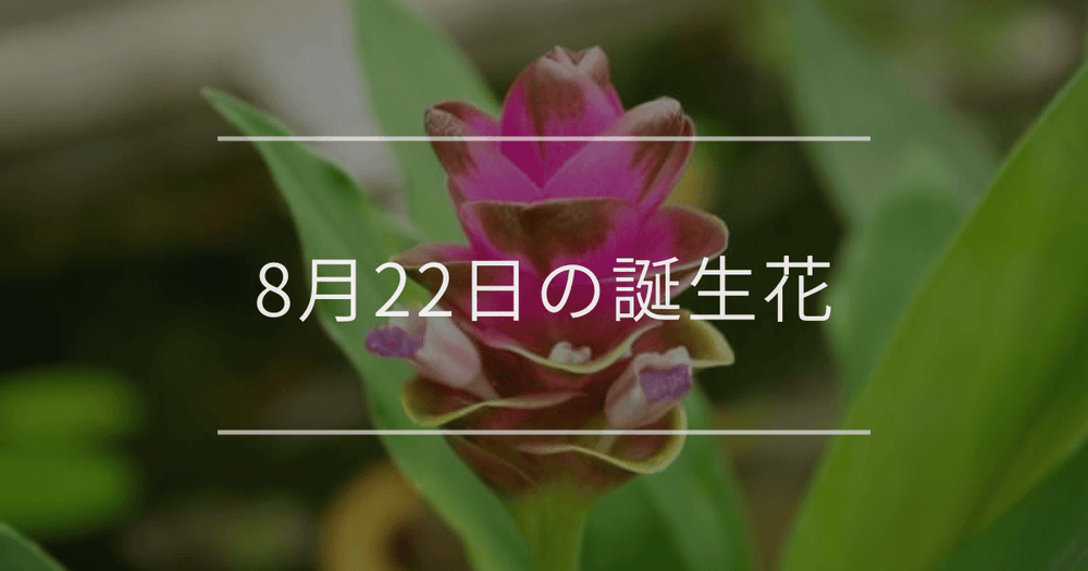 8月22日の誕生花：クルクマ・シモツケソウの花言葉など