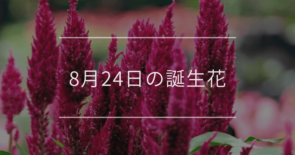 8月24日の誕生花：ケイトウ・ルコウソウの花言葉など