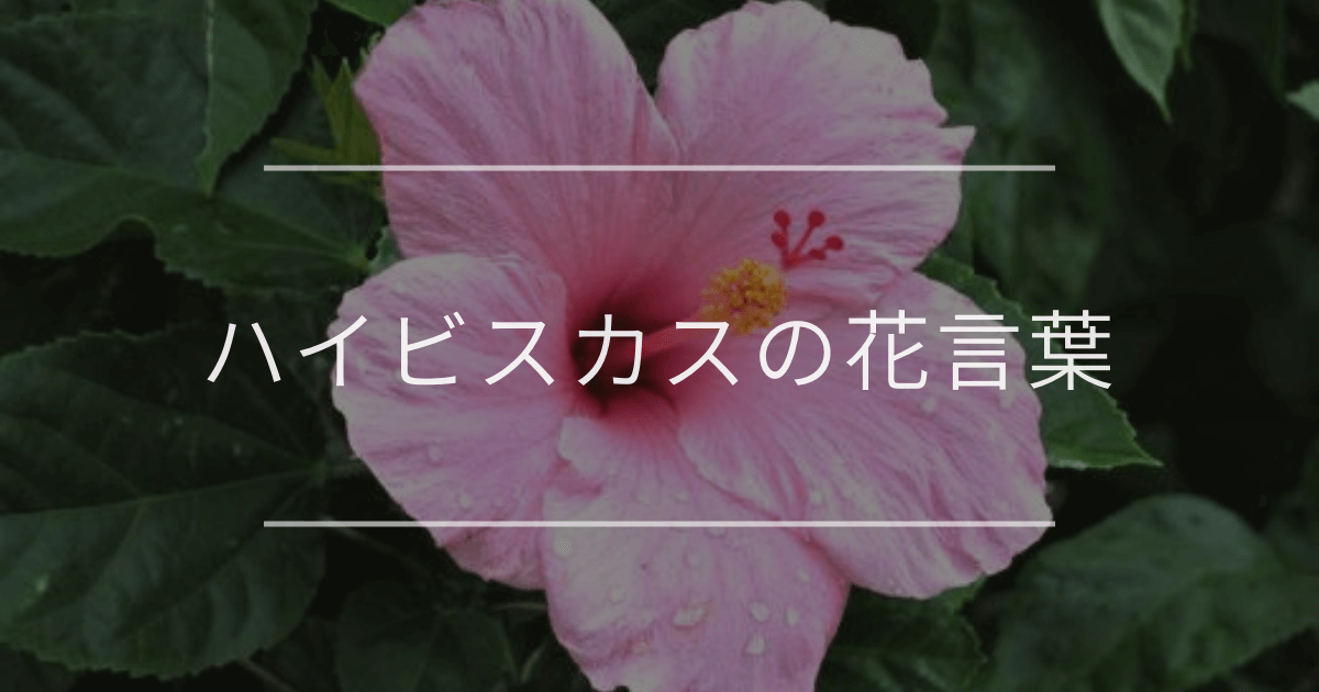 ハイビスカスの花言葉