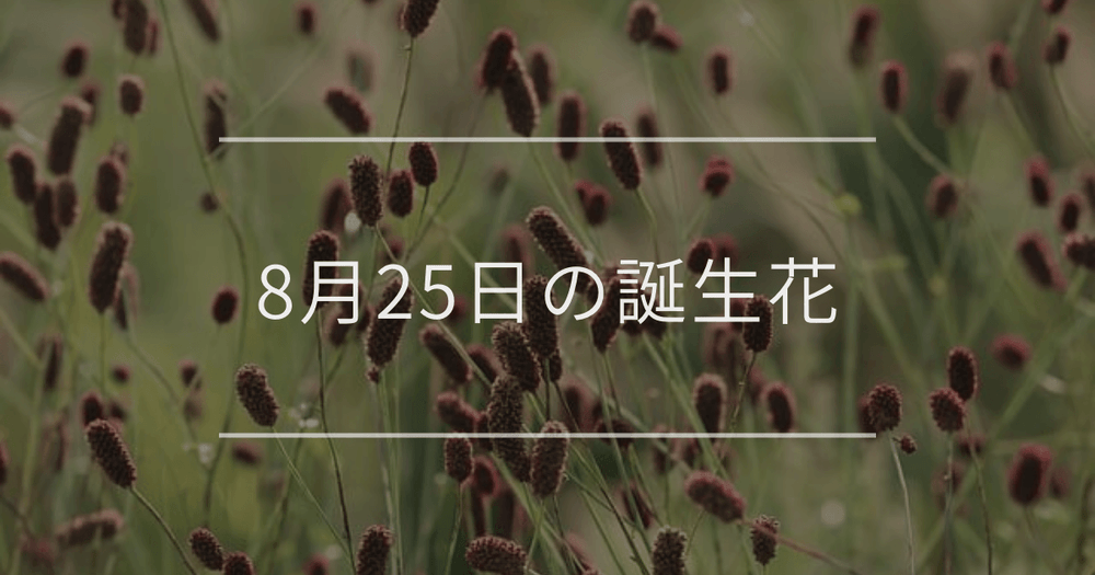 8月25日の誕生花：ワレモコウ・ルドベキアの花言葉など