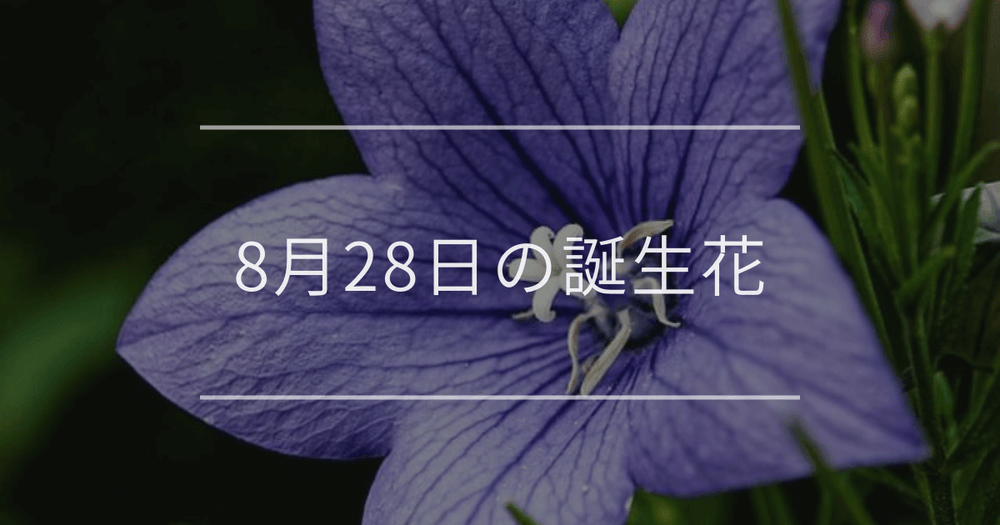 8月28日の誕生花：キキョウ・スグリの花言葉など