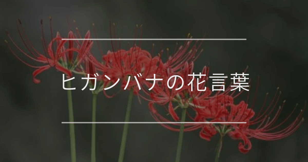 ヒガンバナの花言葉