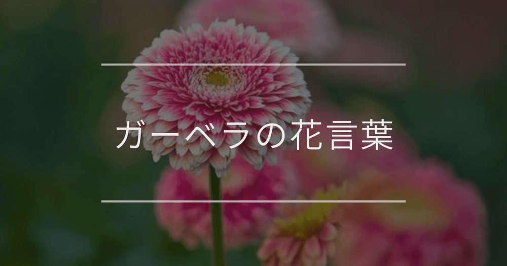 ガーベラの花言葉｜色別・本数別・ギフトシーン