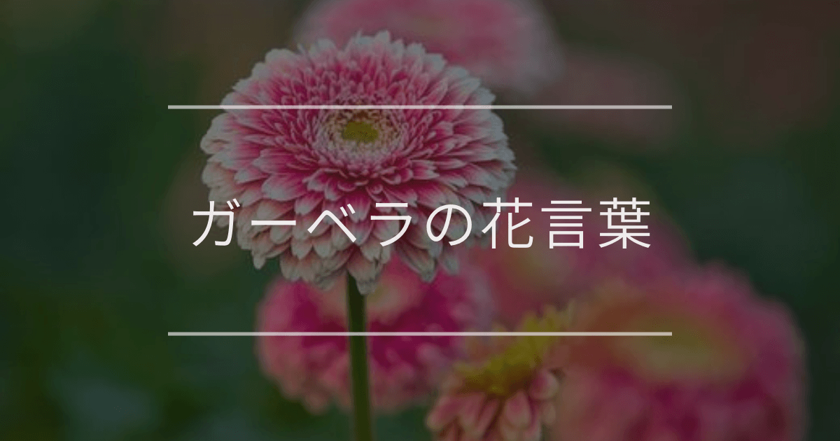 ガーベラの花言葉