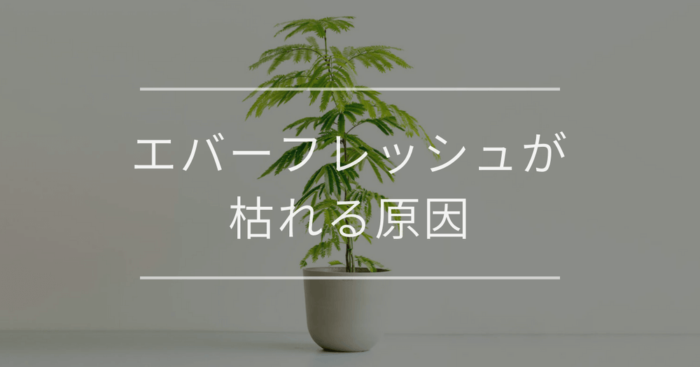 エバーフレッシュが枯れる原因｜対処法と復活方法