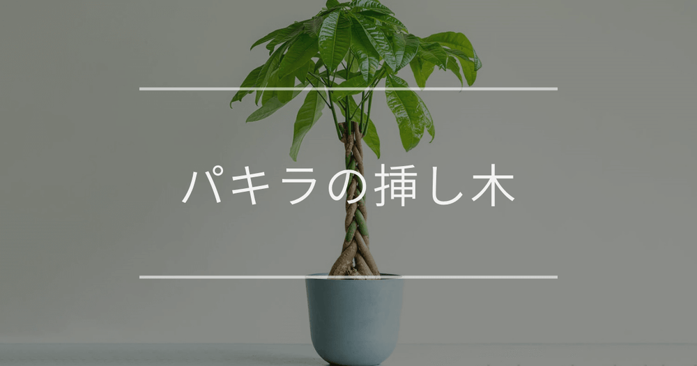 パキラの挿し木｜時期と方法、水やりなどの管理方法