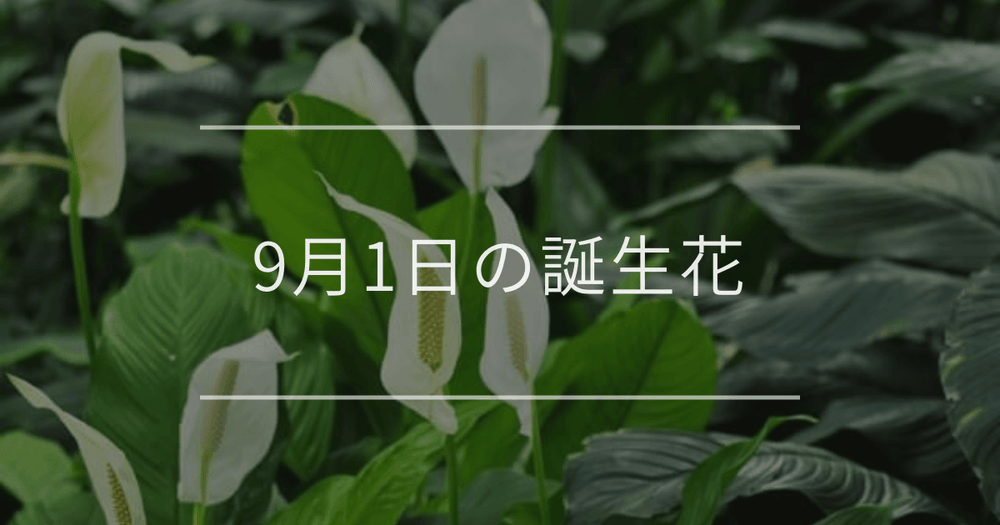 9月1日の誕生花：スパティフィラム・キキョウの花言葉など