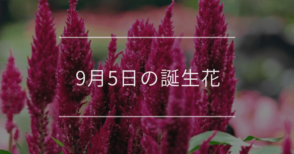 9月5日の誕生花：ケイトウ・オミナエシの花言葉など