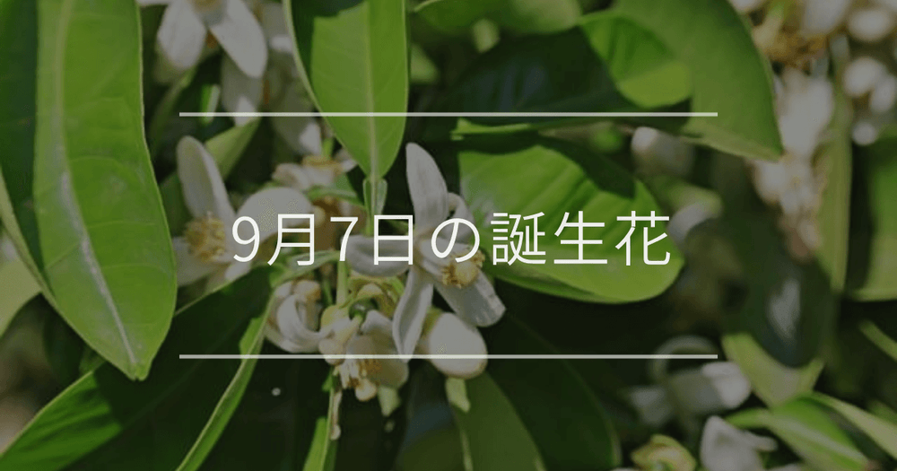 9月7日の誕生花：オレンジ・クロユリの花言葉など