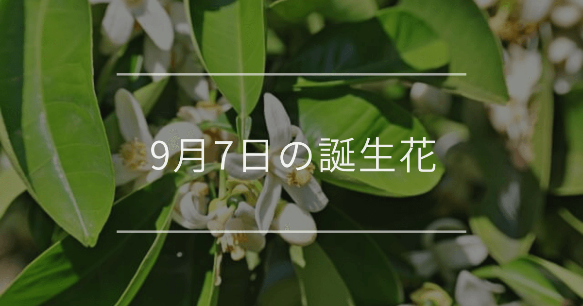 9月7日の誕生花