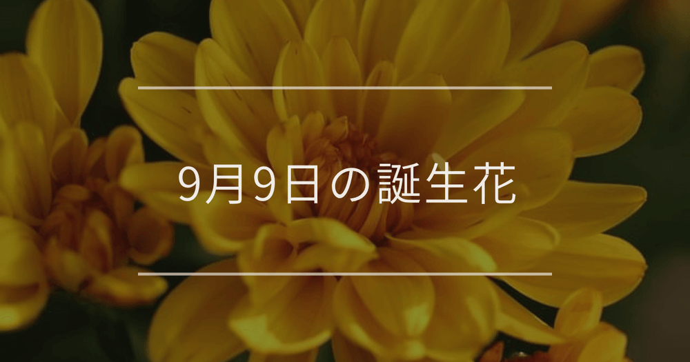 9月9日の誕生花：キク・シオンの花言葉など