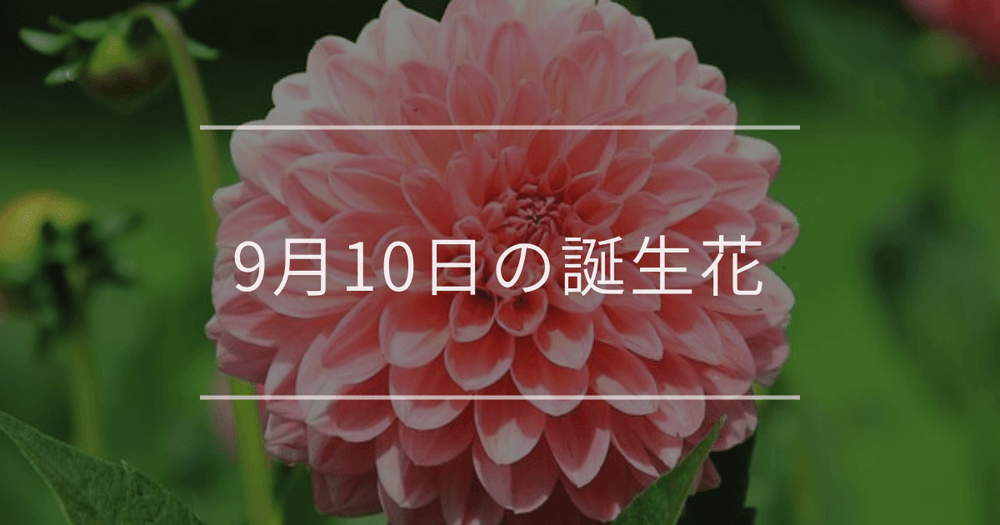 9月10日の誕生花：ダリア・シュウカイドウの花言葉など