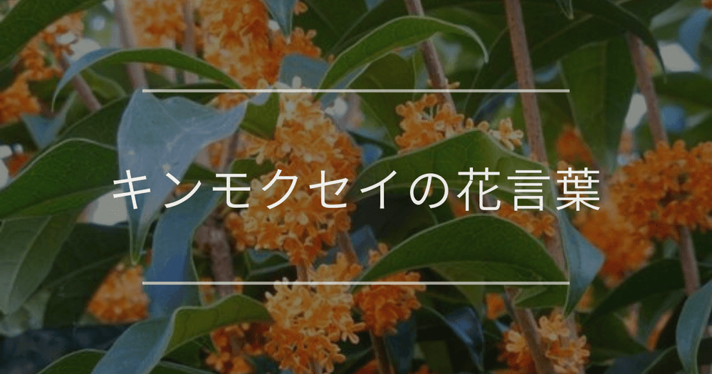 キンモクセイの花言葉｜誕生花、名前の由来