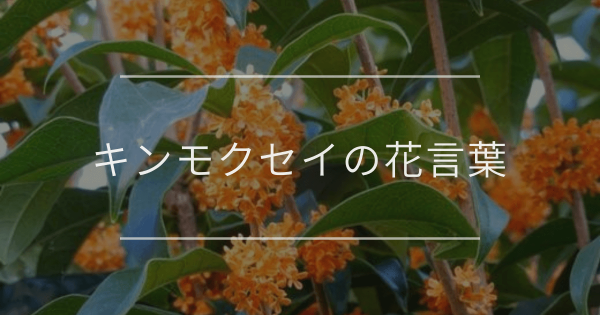 キンモクセイの花言葉