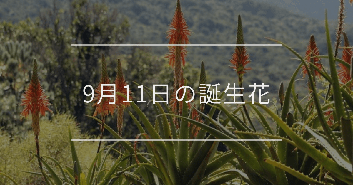 9月11日の誕生花