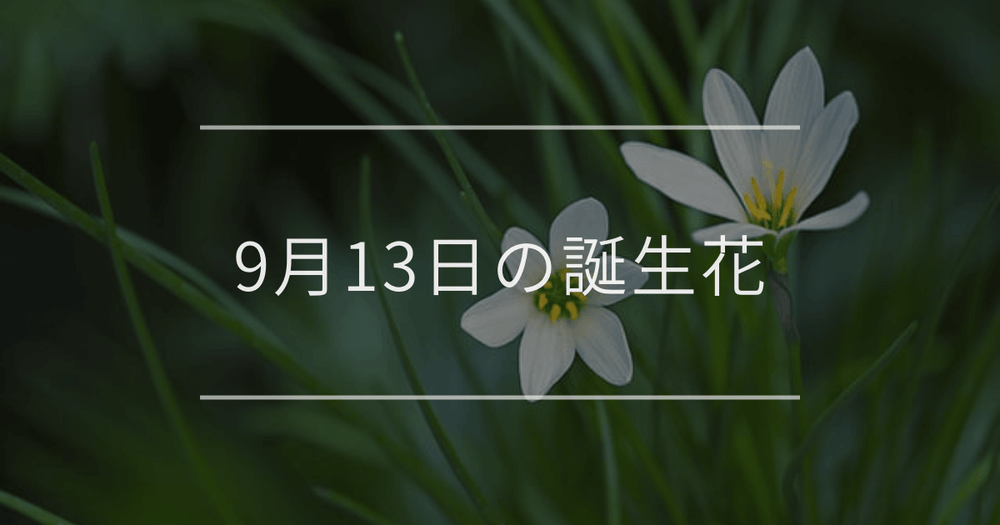 9月13日の誕生花：ゼフィランサス・ブッドレアの花言葉など
