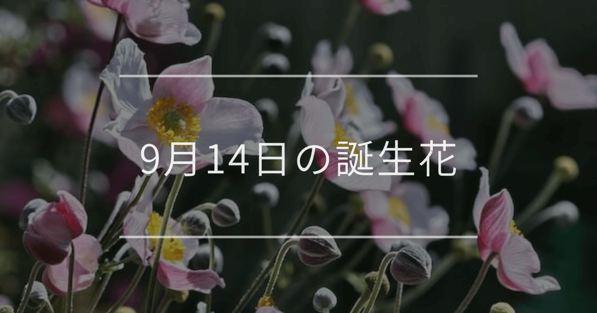 9月14日の誕生花