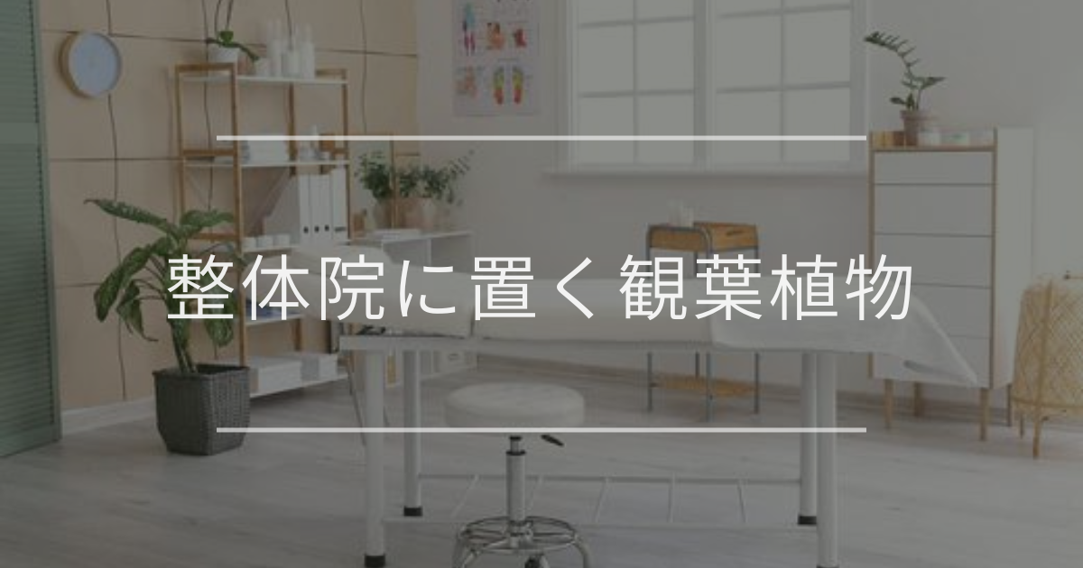 整体院に置く観葉植物