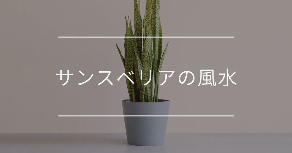 サンスベリアの風水と花言葉｜置き場所と方角について