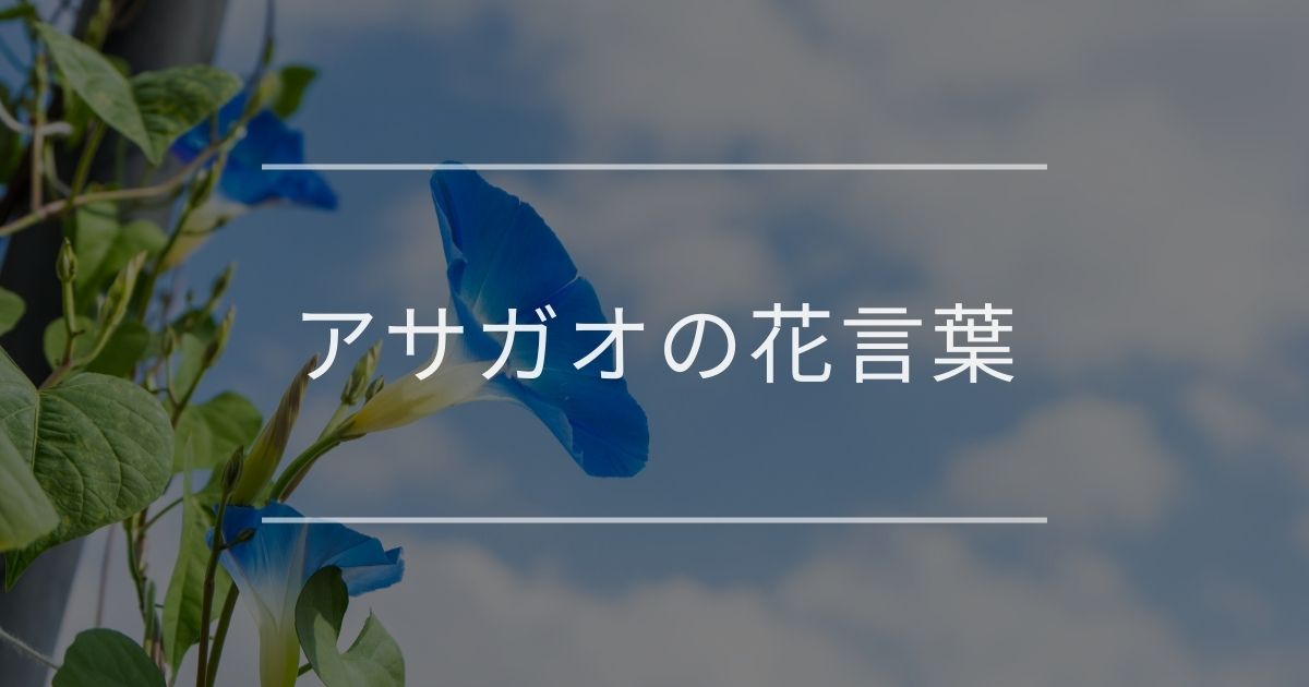 アサガオの花言葉｜色別や誕生花、名前の由来