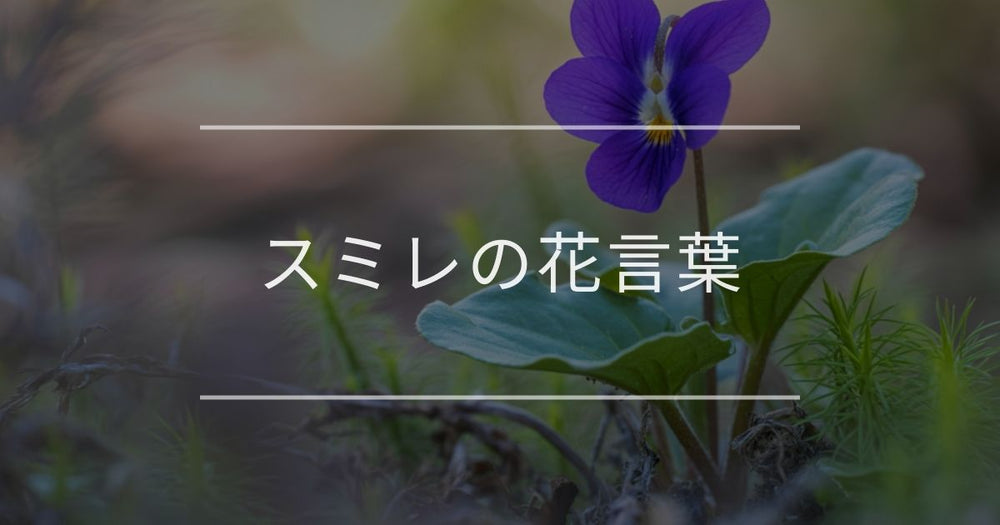 スミレの花言葉｜色別や誕生花、名前の由来