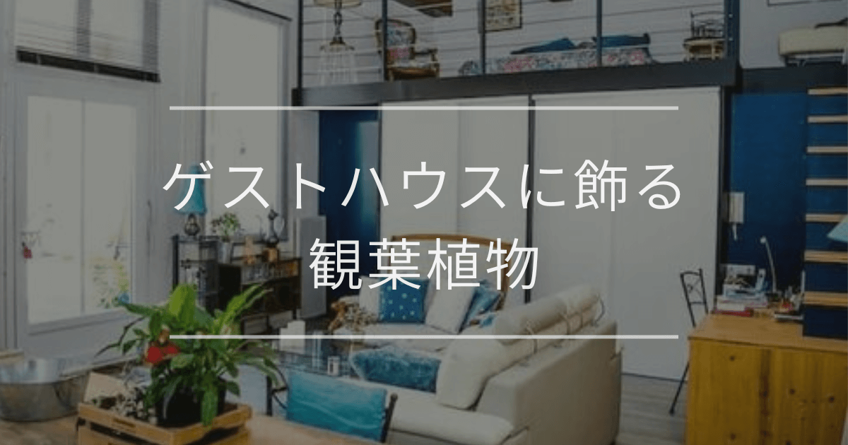 観葉植物　ゲストハウス
