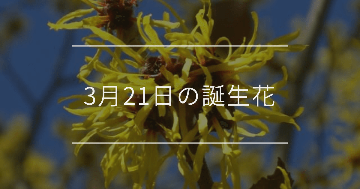 3月21日の誕生花