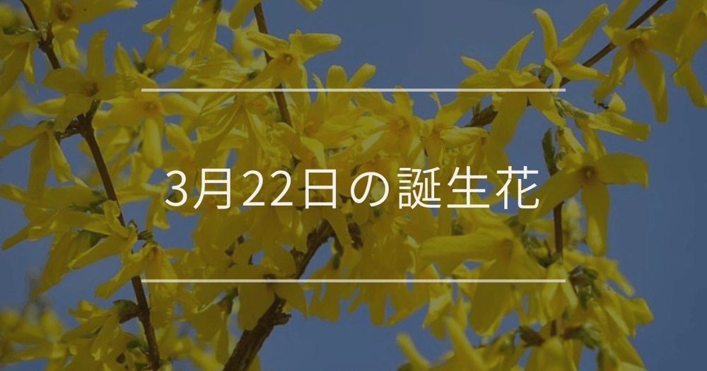 3月22日の誕生花：レンギョウやチューリップの花言葉など