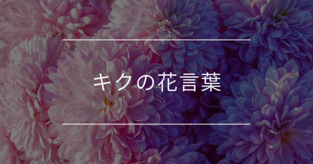 キクの花言葉