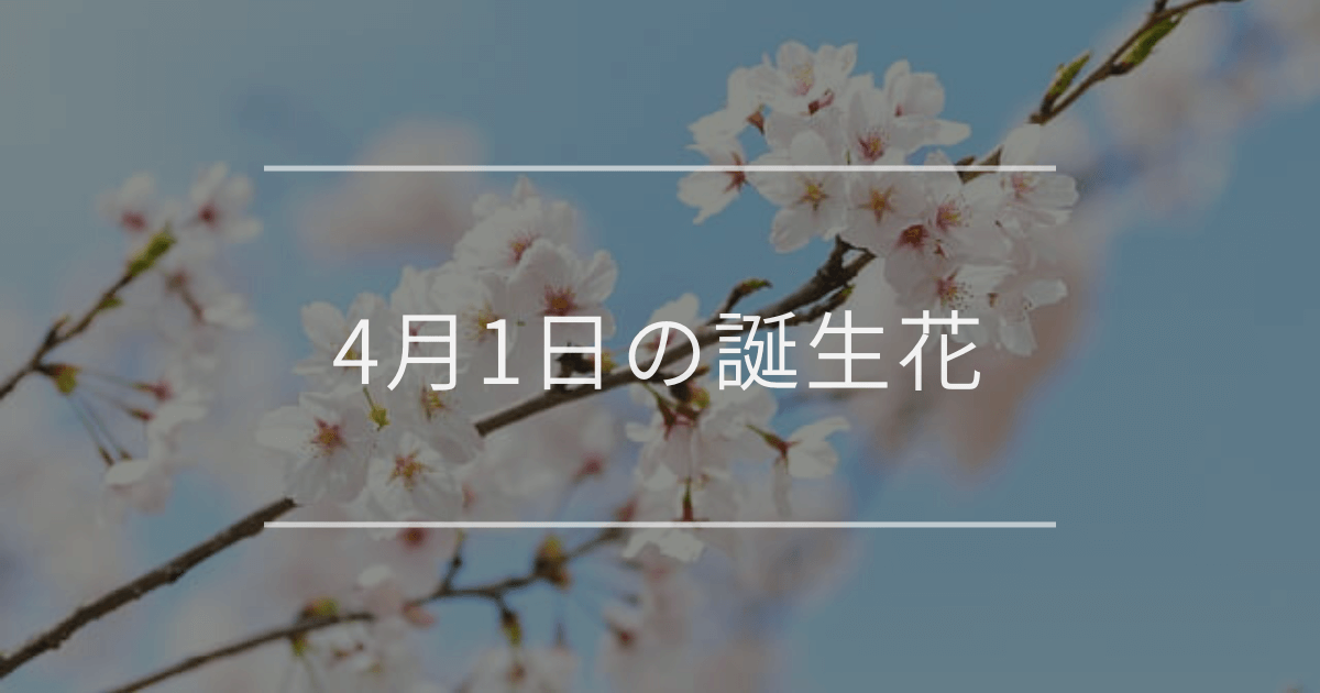 4月1日の誕生花