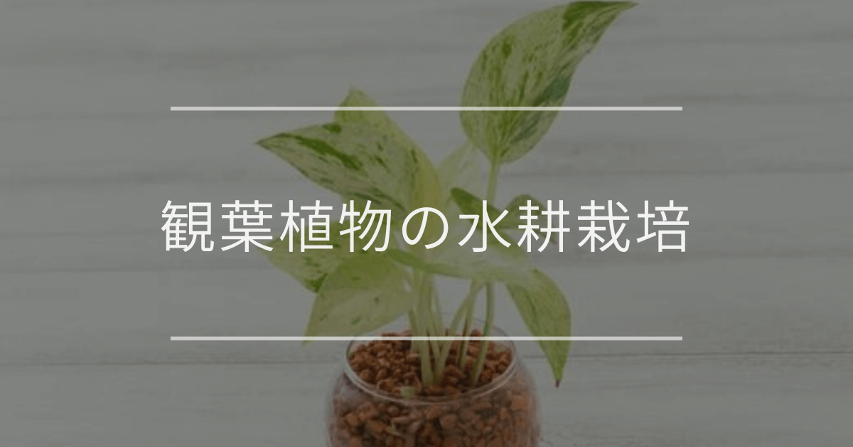 観葉植物の水耕栽培