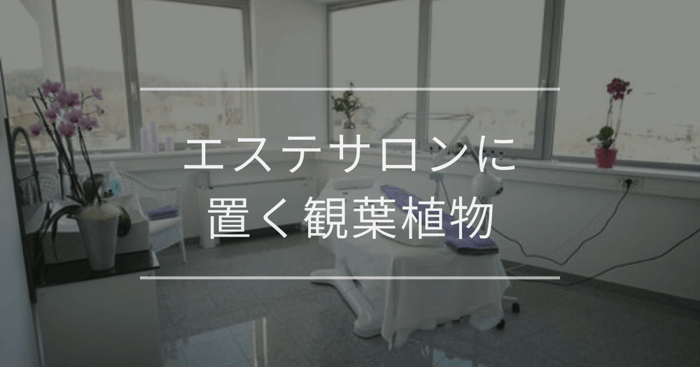 エステサロンに置く観葉植物｜おすすめの種類とインテリア例