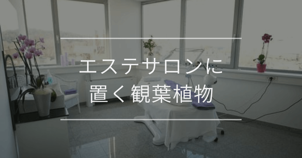エステサロンに置く観葉植物