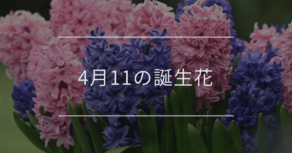 4月11日の誕生花：ヒヤシンス・ヤエザクラの花言葉など